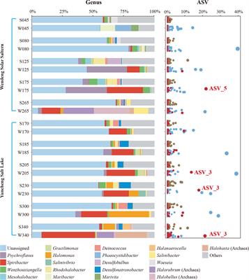 Spiribacter halobius sp. nov., a novel halophilic Gammaproteobacterium with a relatively large genome